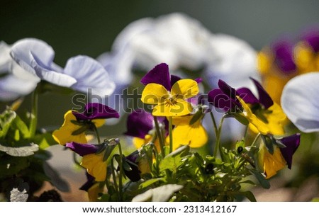 Wittrock violet, or garden pansies, flowers in nature.