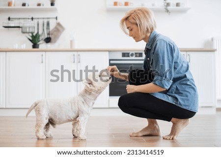 Side view of relaxed blonde woman in cozy wear crouching down to small white dog with treats in hand. Youthful caucasian lady breaking training up into short sessions by giving treats during rest. Royalty-Free Stock Photo #2313414519