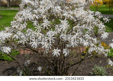 Flowering Magnolia Stellata, Spring White Flowers of Kobus with Selective Focus, Star Magnolia Tree for Modern Landscape Design
