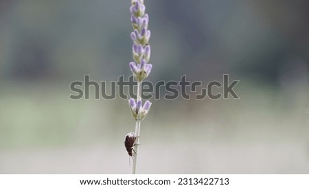 Lavandula angustifolia: The delicate beauty of English lavender. Late spring shot