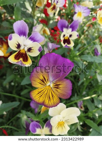 a beautiful view of flowers  of pansy viola plant 