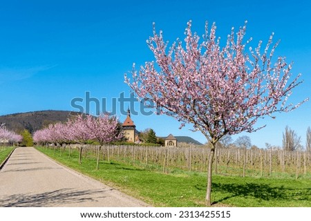 Almond blossom at the farm estate and former monastery Geilweilerhof near Siebeldingen. Palatinate region in the state of Rhineland-Palatinate in Germany Royalty-Free Stock Photo #2313425515