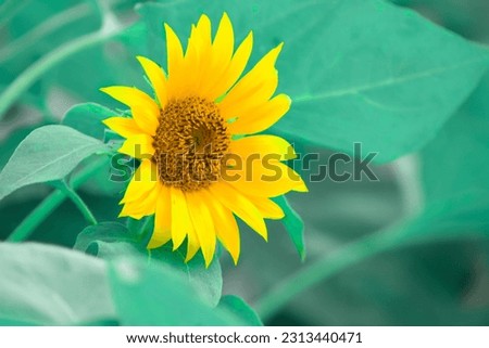 Close up of sunflower - stock photo with green stem and plant in garden outdoor