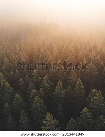 A vertical aerial shot of trees in the forest at sunset