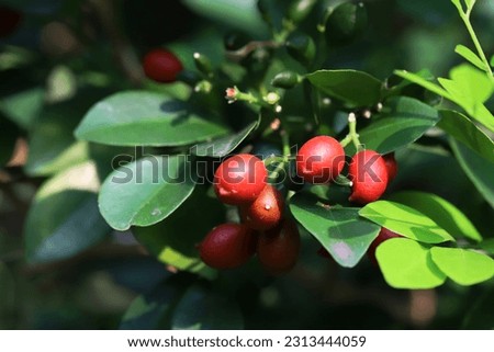 Close up image of orange jasmine fruit hanging on its branch with green leaves background