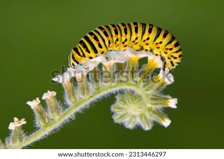 Close up   beautiful Сaterpillar of swallowtail 
Monarch butterfly from caterpillar


 Royalty-Free Stock Photo #2313446297