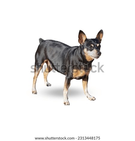 Miniature Pinscher isolated on white background Royalty-Free Stock Photo #2313448175