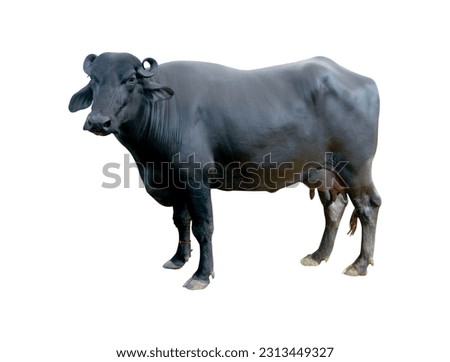 Indian Buffalo on white background  Royalty-Free Stock Photo #2313449327