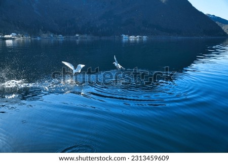 Seagulls takes off in the fjord in Norway. Water drops splash in dynamic movement of sea bird. Animal photo from Scandinavia Royalty-Free Stock Photo #2313459609