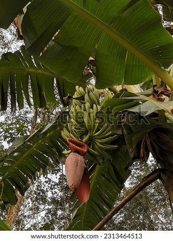 A photo of the heart of a banana tree