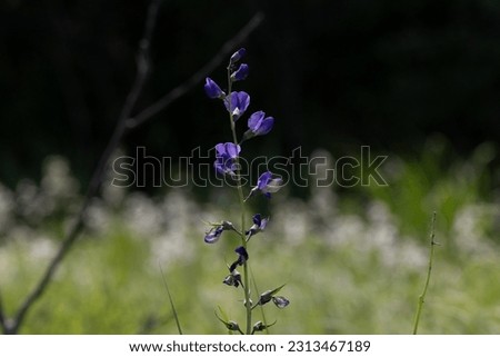 pretty long stem purple flower growing wild