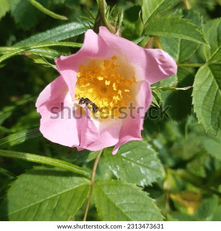 Pink wild rose flowers with petals and pistils with nectar ( latin name Rosa canina ) during  sunny day in Luton, Bedfordshire, England. 