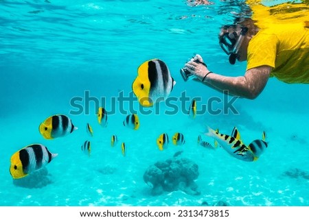French polynesia, moorea. snorkeler photographs pacific double-saddle butterflyfish. (mr) Royalty-Free Stock Photo #2313473815