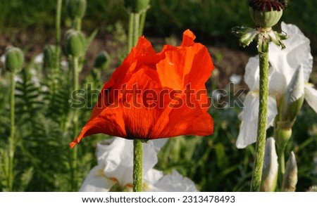 Red poppy. Poppy flower. Bright flowering plant. Poppy is a herbaceous plant with bright red flowers.