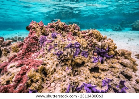 French polynesia, taha'a. giant clams and coral underwater. Royalty-Free Stock Photo #2313480063