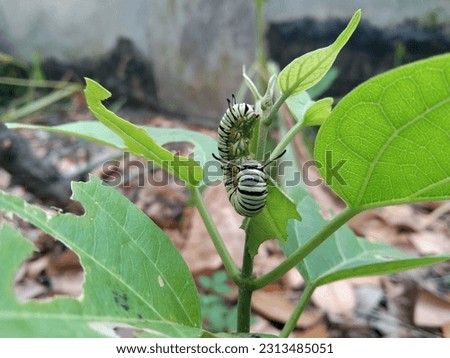 portrait of a green caterpillar eating a leaf worms 
