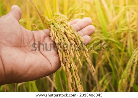 Hand tenderly touching rice in the paddy field, Hand holding rice in the paddy. Farmer hand with rice field. Royalty-Free Stock Photo #2313486845