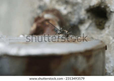 golden weaver ant on attack position