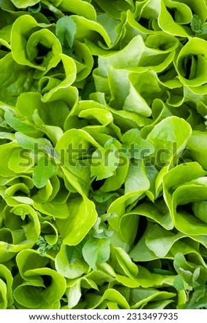 Green lettuces (Lactuca sativa) growing on garden patch. Healthy vegetarian food - Close up picture of organic lettuce field.