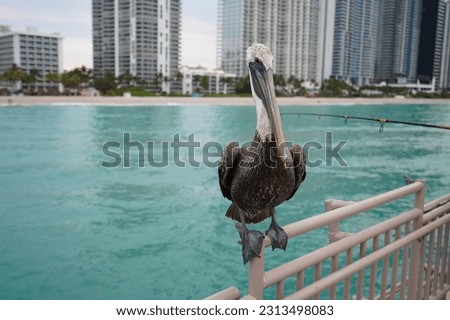 February 15, 2023, Sunny Isles beach, Florida, USA: Pelican on a pier in front of city skyline