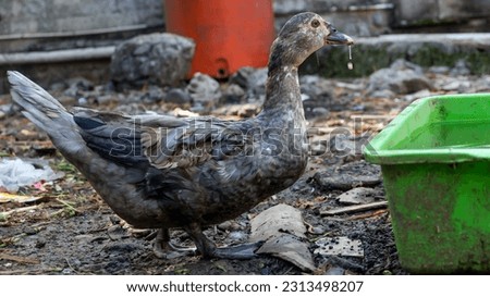 country duck with brown plumage that is drinking