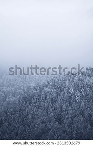 A foggy forest in the Alps