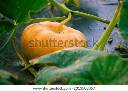 Pumpkin growing in the garden. Autumn harvest. Selective focus.
