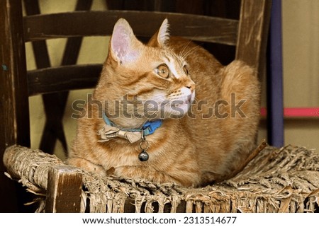 An orange cat with golden eyes, captivated by the surrounding environment, gazes with wonder at the world around it, conveying curiosity and charm.