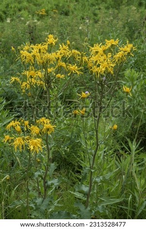 Flowering bush of kozloborodnik, tragopogon, on a wild summer meadow Royalty-Free Stock Photo #2313528477