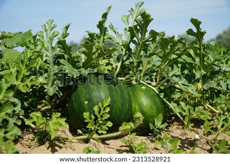The culture of red melon or citrullus lanatus. Melon crops from Dabuleni. Melons in the field.