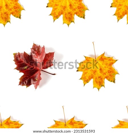 Seamless pattern of colorful autumn maple leaf isolated on white background. Be different concept. Warm colors of Autumn