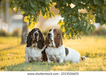 Two Basset Hounds sits together on green grass in the dawn rays. Funny dogs in park in early morning. Beautiful portrait of cheerful pets. High quality horizontal photo Royalty-Free Stock Photo #2313536655