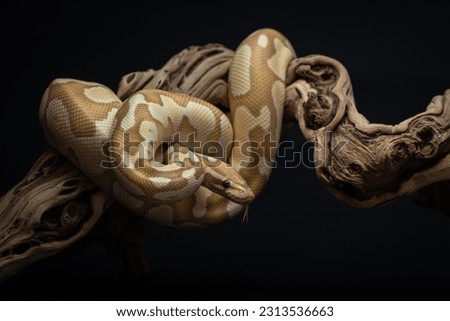 Yellow python with brown spots wrapped around a curved branch. A portrait of a ball python against a black background. Pet snake with dark eyes. Exotic pet portrait. Horizontal photo of regius