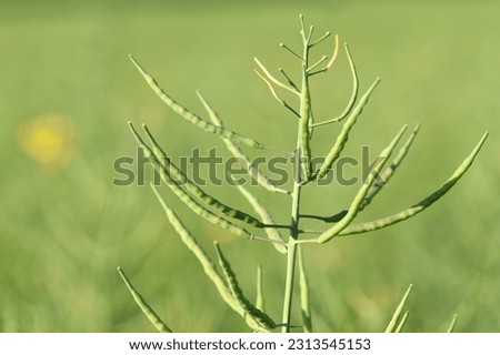 Rapeseed is ripening on the field before harvesting. Brassica napus, oilseed crops. Royalty-Free Stock Photo #2313545153