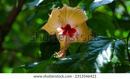 shoeblackplant flower orange colour image