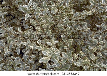 Ligustrum sinense ‘Variegatum’ - Variegated Privet, Chinese Privet Royalty-Free Stock Photo #2313553349