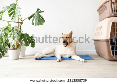 Pet care. Cute relaxed mixed breed dog lying on cool mat in hot day , white wall background, summer heat. Copy space