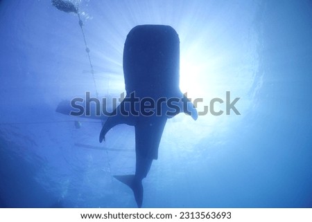 Whale shark at Gorontalo, Sulawesi, Indonesia