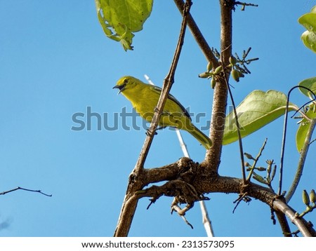 The common iora is perched in a tree during the day