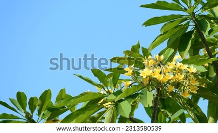 Plumeria, kamboja jepang Tree, beautiful flowers isolated on blue skay.