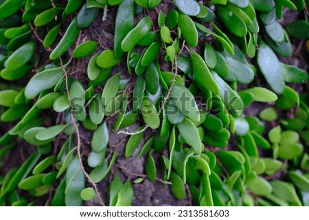 Pyrrosia piloselloides is one of several types of epiphytic ferns known as dragon scales, duduitan, or penny leaves. Sisik naga, daun picisan. Royalty-Free Stock Photo #2313581603