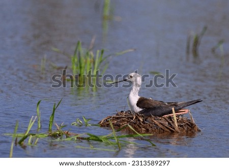 Black-winged Stilt (Himantopus himantopus) laying eggs in the nest,thailand