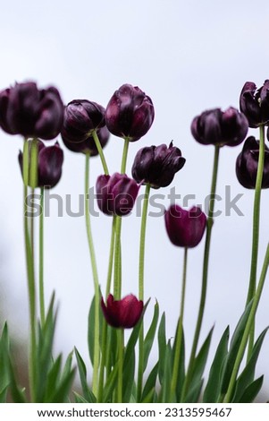 Deep Purple Tulips in a Field on a Cloudy Day, Gothic Flowers, Arboretum plants, Floral background