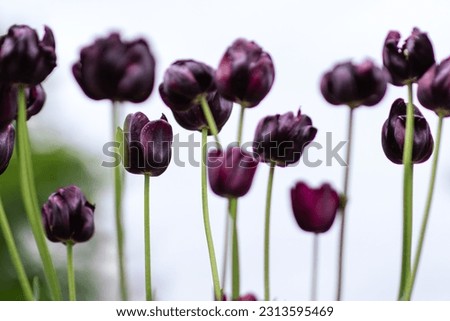 Deep Purple Tulips in a Field on a Cloudy Day, Gothic Flowers, Arboretum plants, Floral background