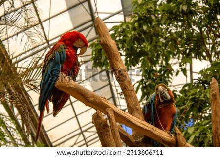 Parrots hang out in the park as a couple .