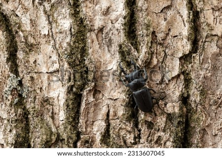 A stag beetle moving around in search of tree sap
