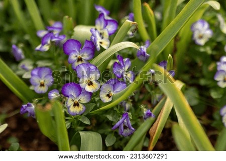 Tiny Purple Pansies in a Garden, Pansy Flowers, Floral gardening background, Colorful copy space