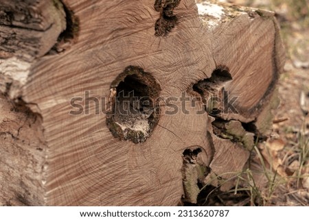 A sawn rotten tree lies on the ground. Rotten tree trunk Royalty-Free Stock Photo #2313620787