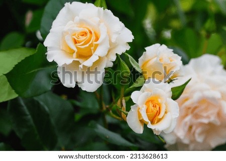 Beautiful white and yellow roses bloomed in the Japanese garden in spring. Details in the garden. Gardening and floriculture.