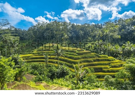 Tegallalang Rice Terrace in Bali, Indonesia
 Royalty-Free Stock Photo #2313629089